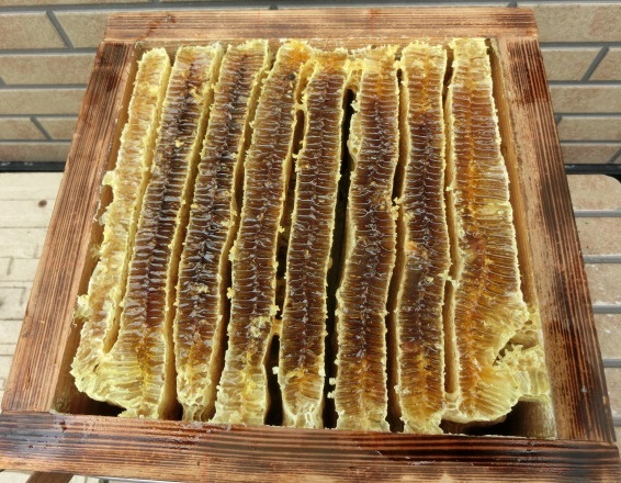 日本蜜蜂　蜜ろう　１８６g　分蜂群捕獲　蜜蝋ワックス・蜜蝋クリーム原料　送料無料_画像7
