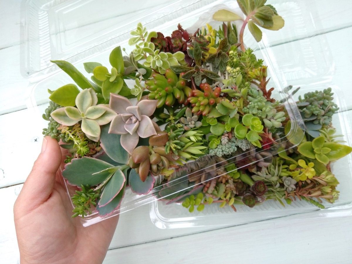 宅配便コンパクト お徳用 多肉植物 カット苗セット 大パック×2 宅配便コンパクト お徳用 多肉植物 カット苗セット 大パック×2