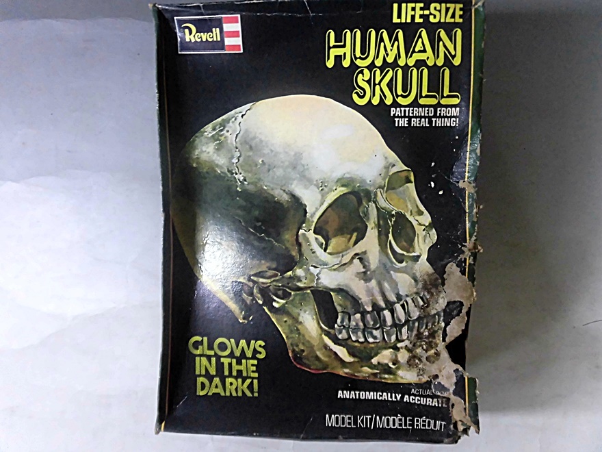 HUMAN SKULL Revell plastic model 1977 GLOWS IN THE DARK head cover . human body model 