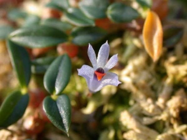 T♪小型洋蘭　　　Dendrobium parvulum 'Violet Blue' 　　 　 洋ラン_画像1
