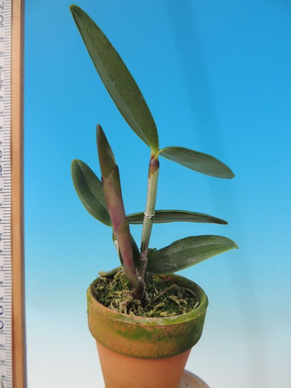 T♪洋蘭　Cattleya granulosa x sib. ('Green Breeze' x 'Rapella' HCC/JOS)　　カトレア 　　 洋ラン_画像2
