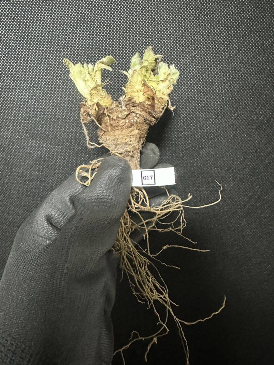 No.617多肉植物　ペラルゴニューム　アペンディキュラーツム Pelargonium appendiculatum2月2日撮影_画像2