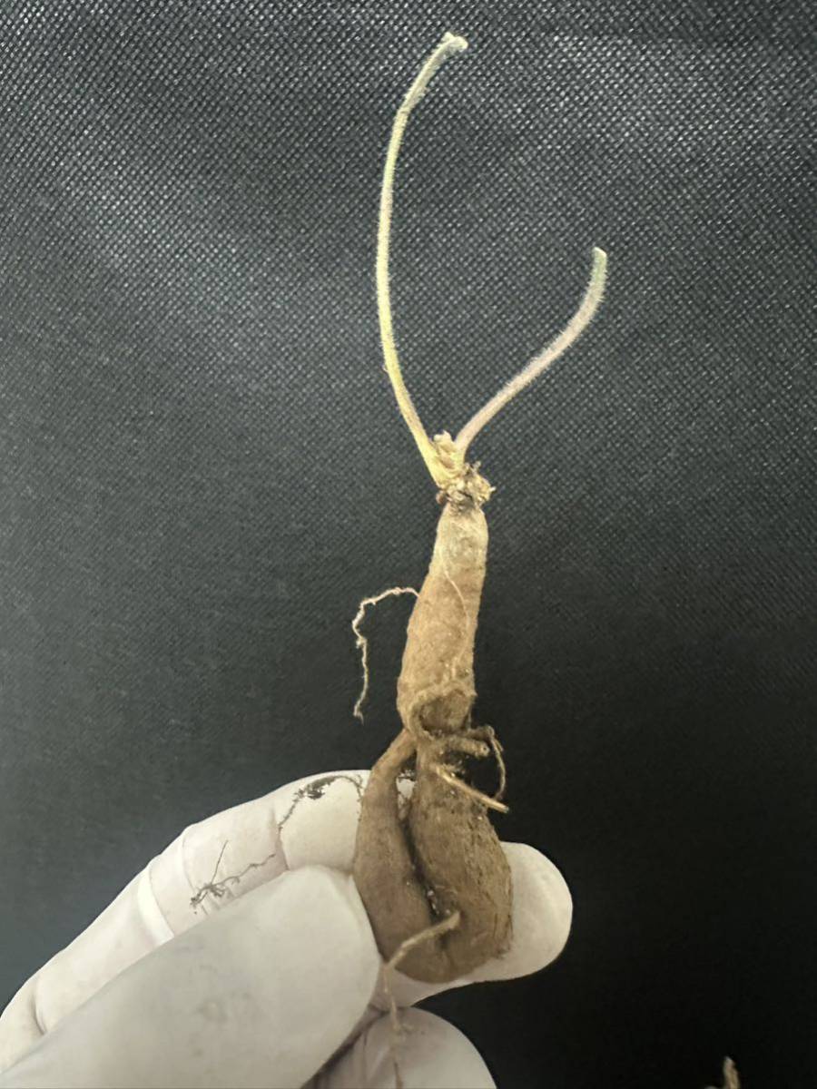 No.541ペラルゴニウム トリステ Pelargonium triste 多肉植物 冬型 塊根 2月2日撮影_画像5
