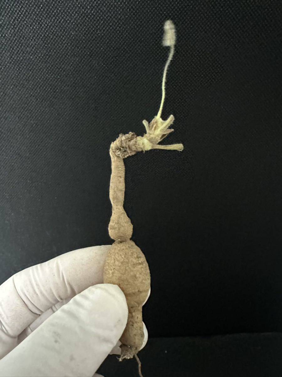 No.727 ペラルゴニウム トリステ Pelargonium triste 多肉植物 冬型 塊根 2月4日撮影_画像2