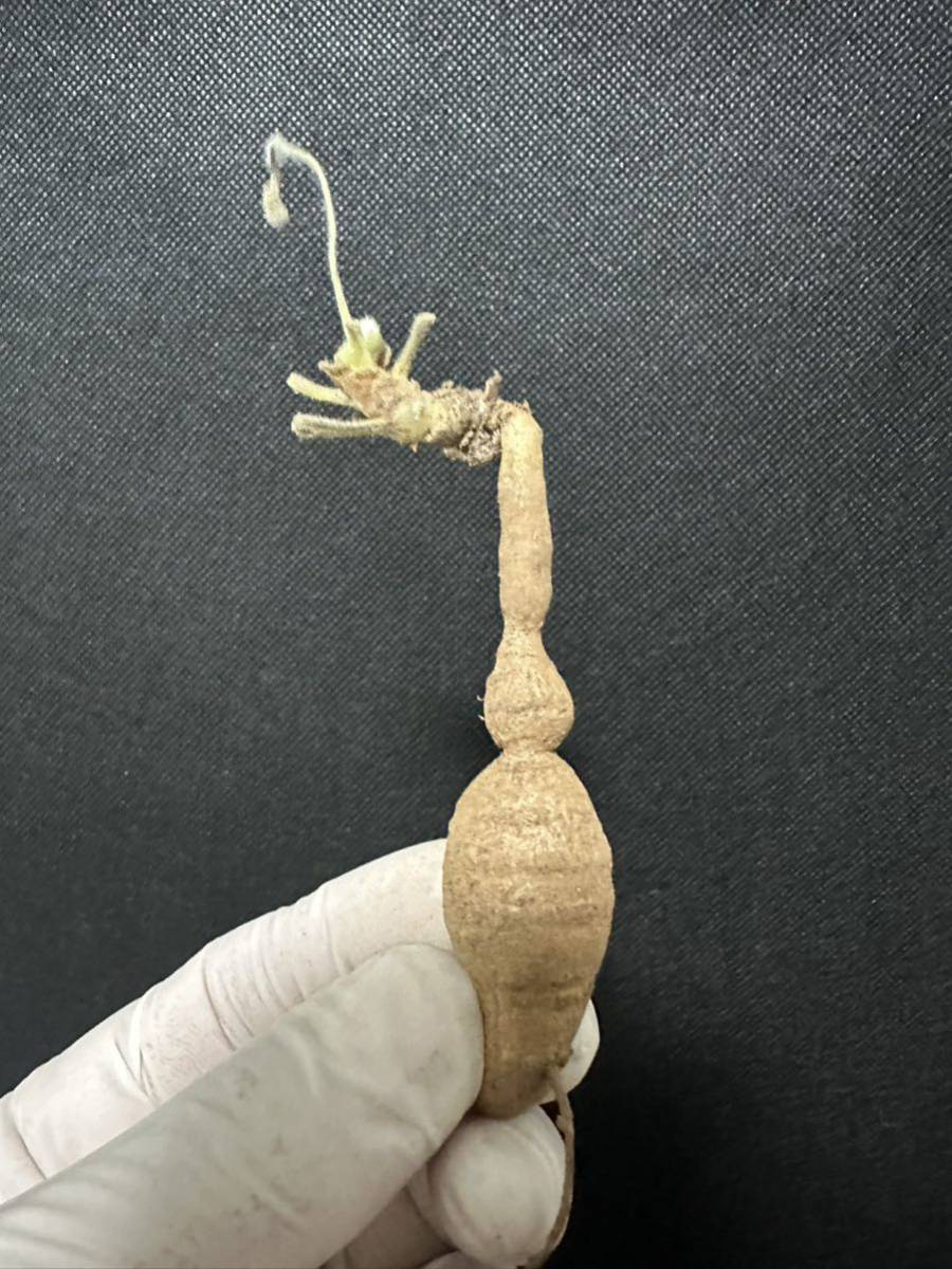 No.727 ペラルゴニウム トリステ Pelargonium triste 多肉植物 冬型 塊根 2月4日撮影_画像7