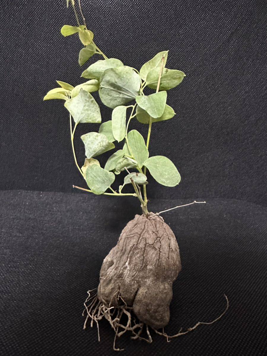 No.707 亀甲竜　ディオスコレア・エレファンティペス　Dioscorea elephantipes 塊根植物　珍奇貴重　多肉植物_画像6