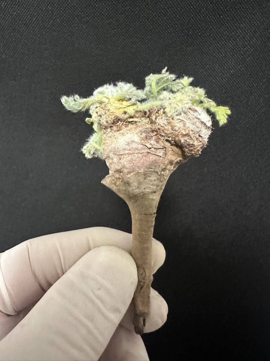 No.661多肉植物　ペラルゴニューム　アペンディキュラーツム Pelargonium appendiculatum 2月4日撮影_画像1