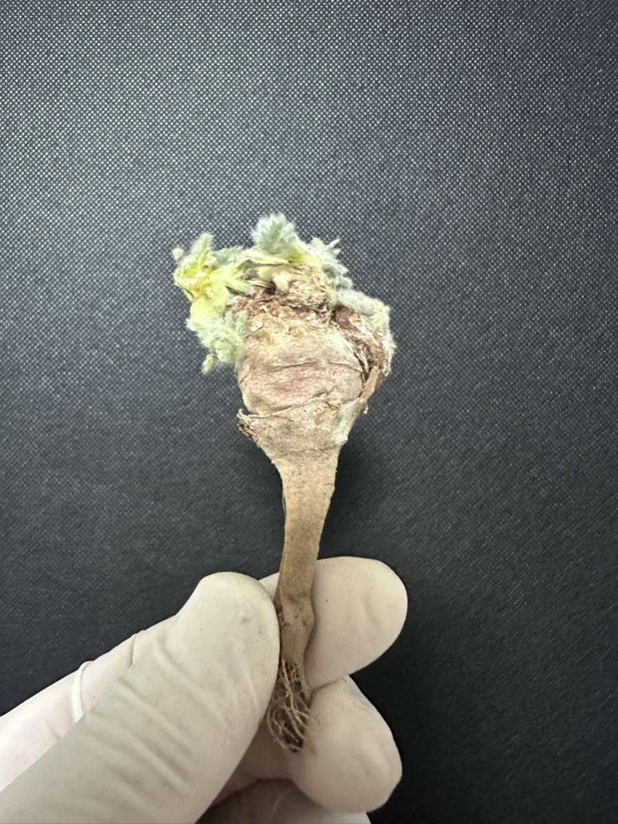 No.661多肉植物　ペラルゴニューム　アペンディキュラーツム Pelargonium appendiculatum 2月4日撮影_画像4