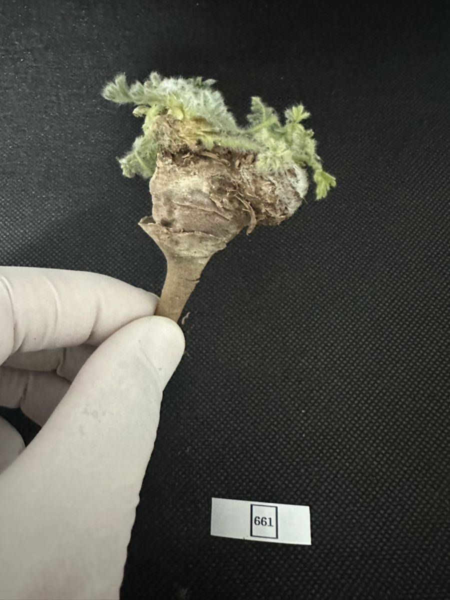 No.661多肉植物　ペラルゴニューム　アペンディキュラーツム Pelargonium appendiculatum 2月4日撮影_画像10