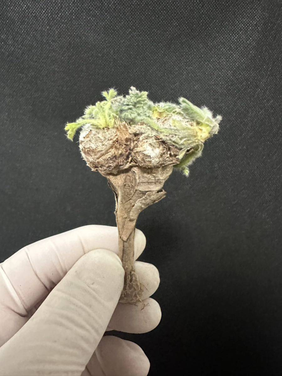 No.661多肉植物　ペラルゴニューム　アペンディキュラーツム Pelargonium appendiculatum 2月4日撮影_画像8