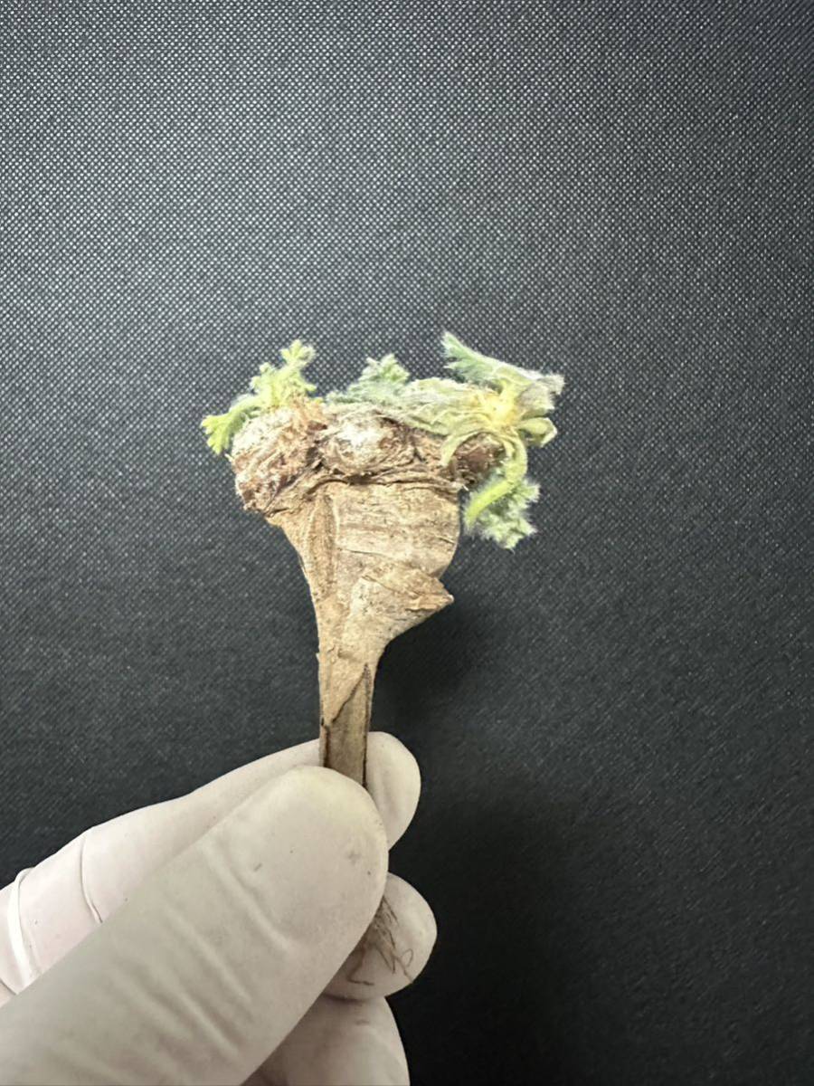 No.661多肉植物　ペラルゴニューム　アペンディキュラーツム Pelargonium appendiculatum 2月4日撮影_画像3