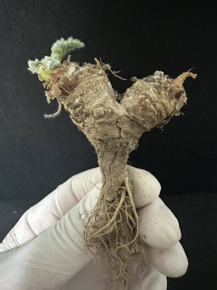 No.659 多肉植物　ペラルゴニューム　アペンディキュラーツム Pelargonium appendiculatum 2月4日撮影_画像5