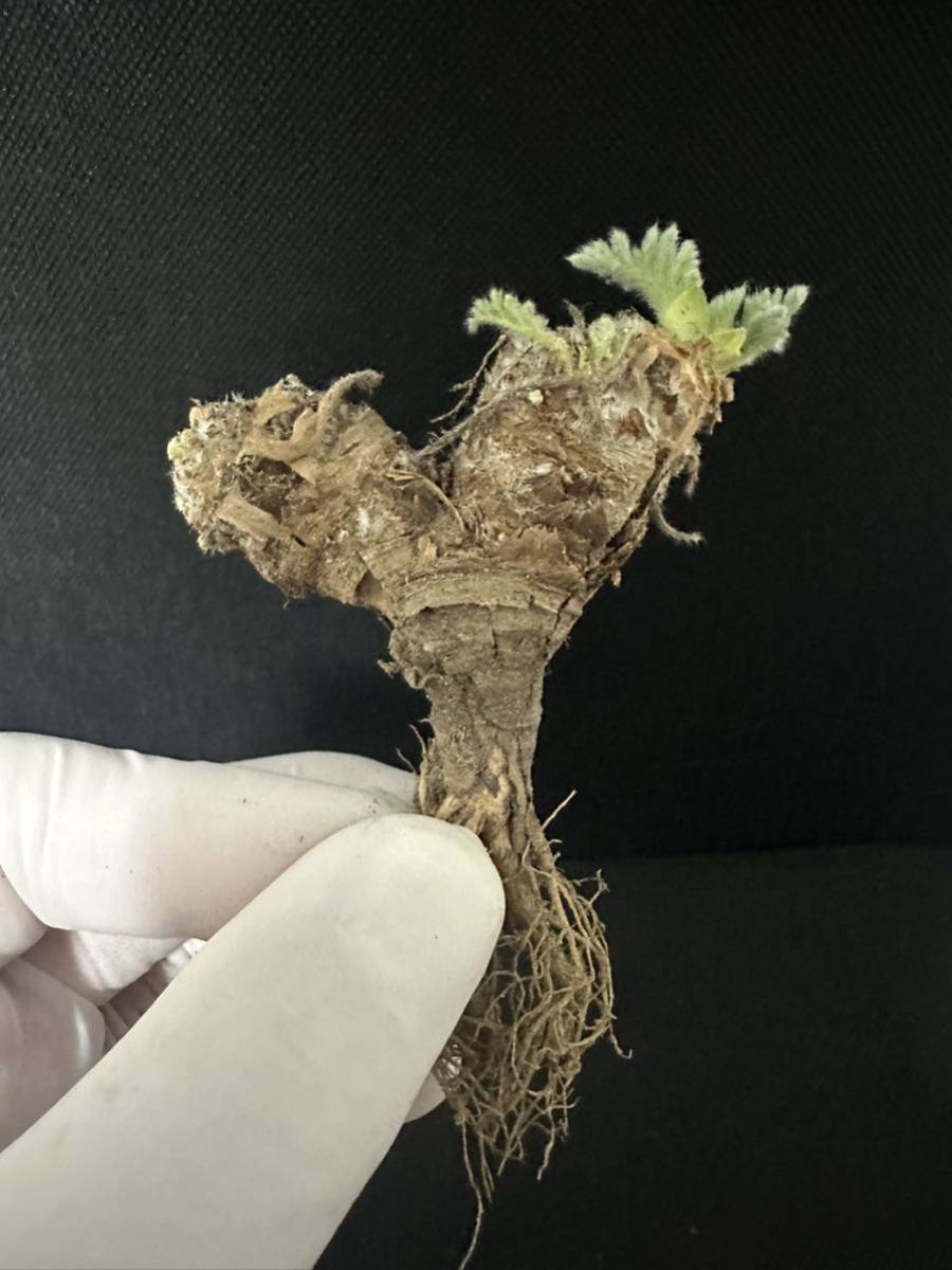 No.659 多肉植物　ペラルゴニューム　アペンディキュラーツム Pelargonium appendiculatum 2月4日撮影_画像7