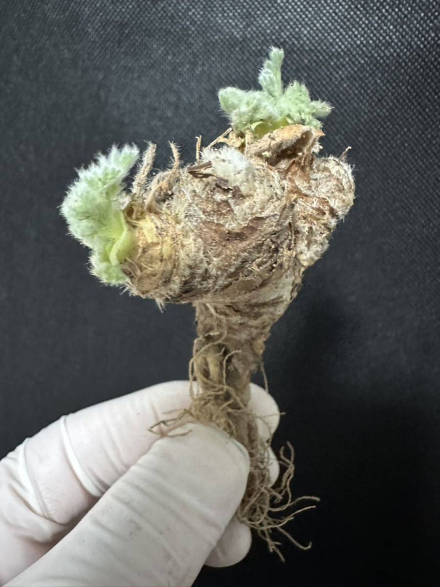 No.822 多肉植物　ペラルゴニューム　アペンディキュラーツム Pelargonium appendiculatum 2月7日撮影_画像2