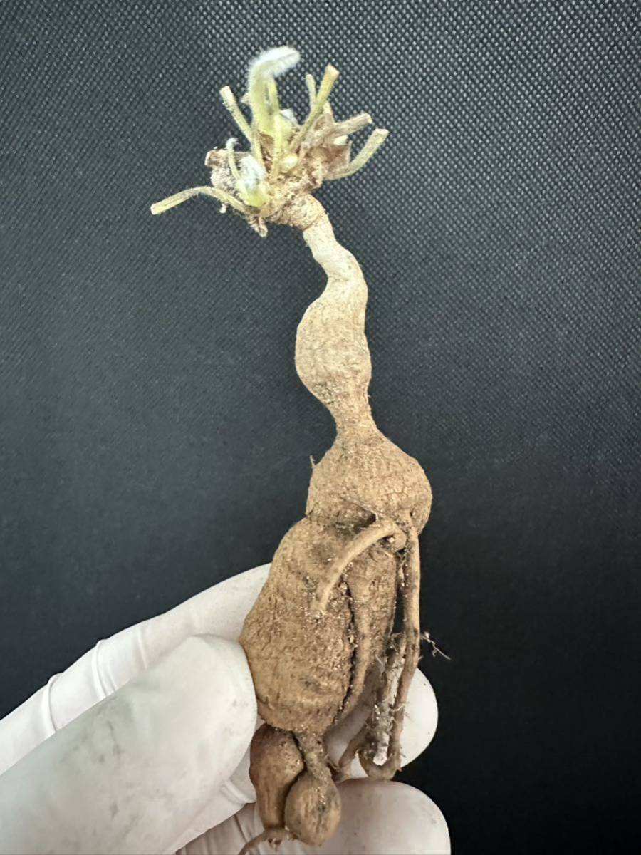 No.911 ペラルゴニウム トリステ Pelargonium triste 多肉植物 冬型 塊根 2月9日撮影_画像9