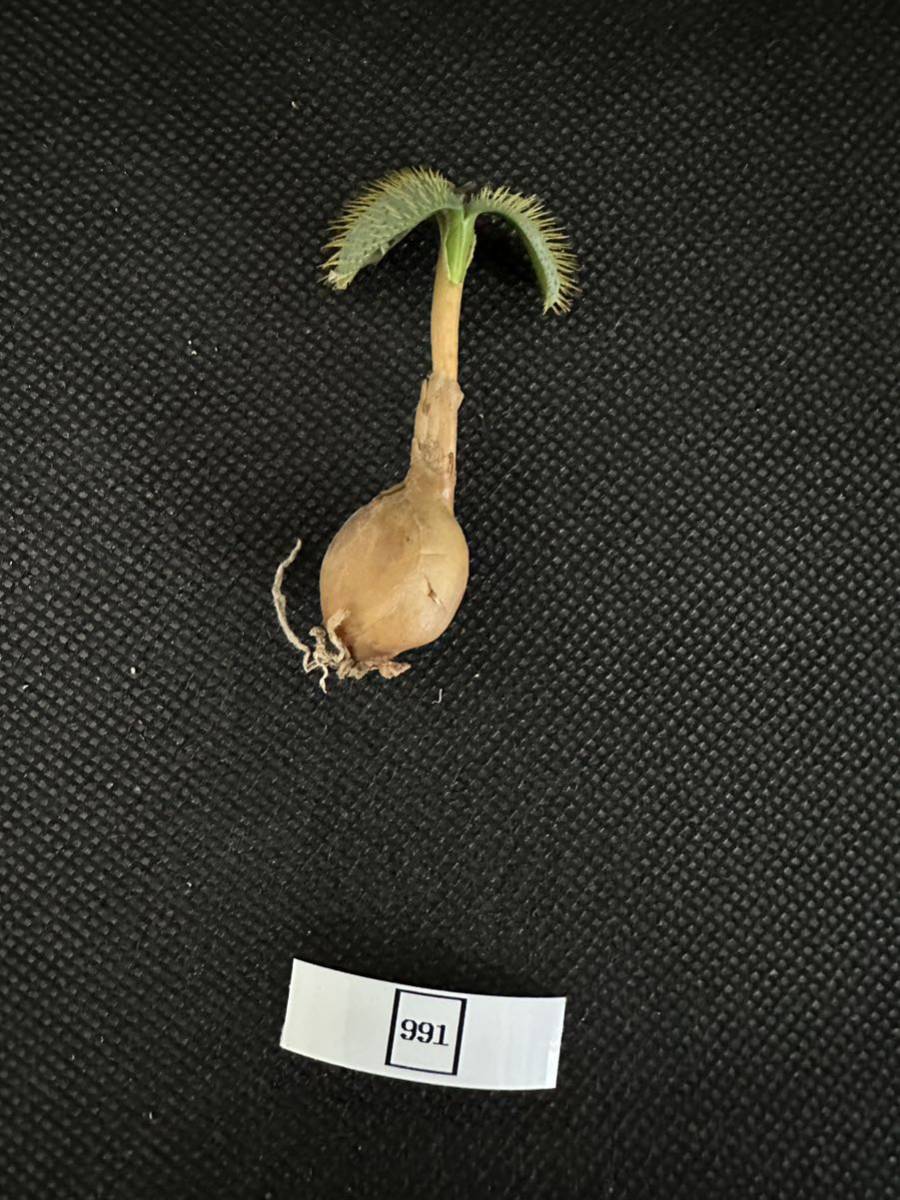 No.991 特選 多肉植物 ブルンスヴィギア・ナマクアナ Brunsvigia namaquana 2月12日撮影_画像10