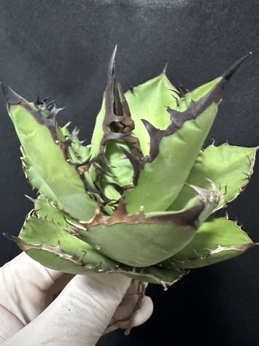 No.228 特選 多肉植物 アガベチタノタ　Agave titanota 黑火 極上大株　_画像5