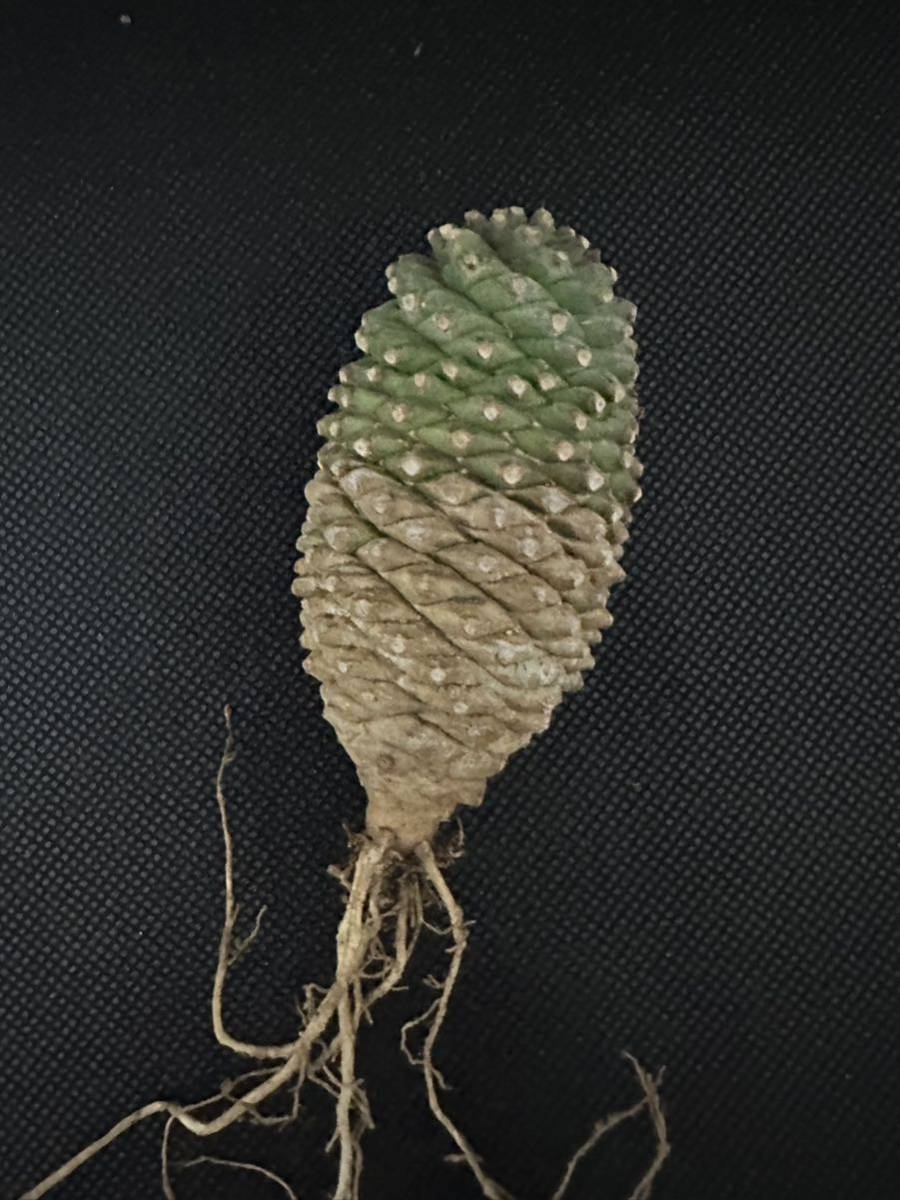 No.233 ユーフォルビア・ブプレウリフォリア ”鉄甲丸”(Euphorbia bupleurifolia)/塊根植物 コーデックス 多肉植物_画像4