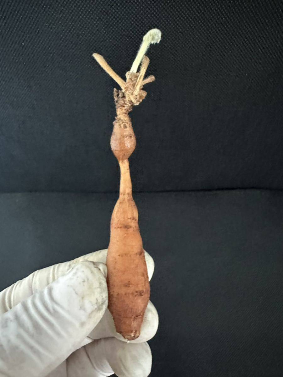 No.489 ペラルゴニウム トリステ Pelargonium triste 多肉植物 冬型 塊根 2月27日撮影_画像8