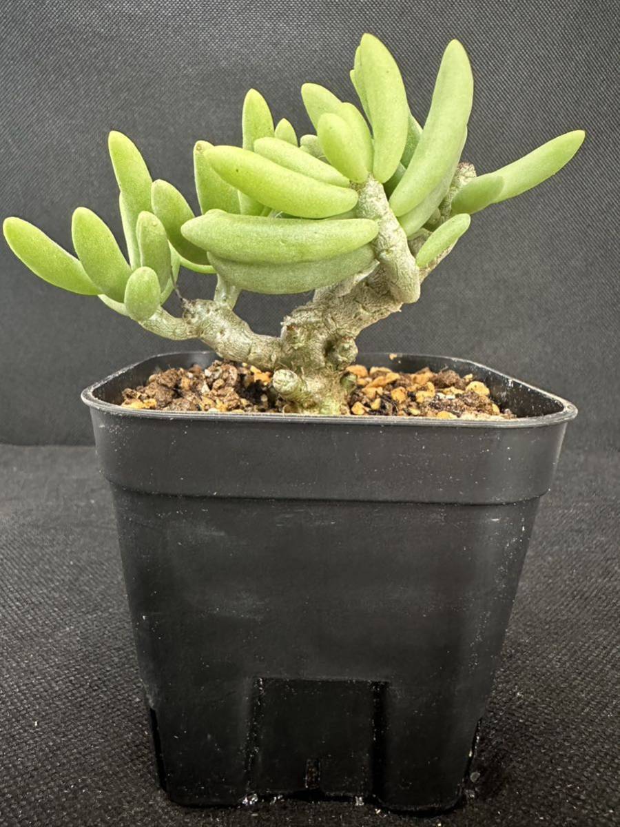 No.477 希少珍奇植物　チレコドン・デシピエンス Tylecodon decipiens Grootmis多肉植物 塊根　高級品種_画像3