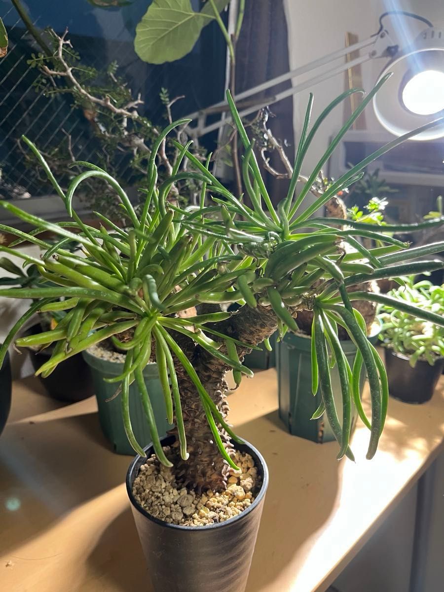 チレコドンワリチー　塊根植物　冬型コーデックス