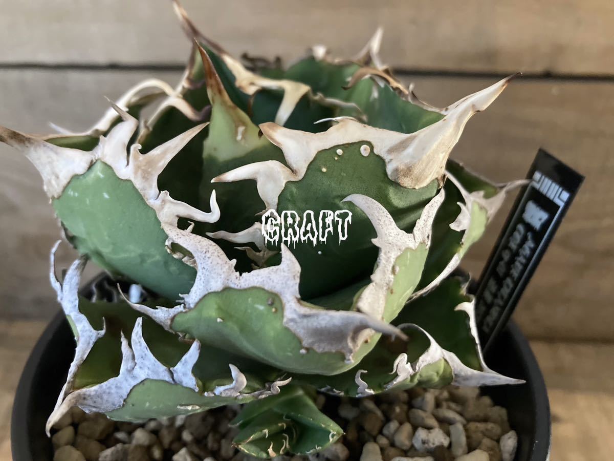 Yahoo!オークション - アガベ AGAVE チタノタ COK CG-01 追星 Yahoo!オークション - アガベ AGAVE チタノタ COK CG-01 追星