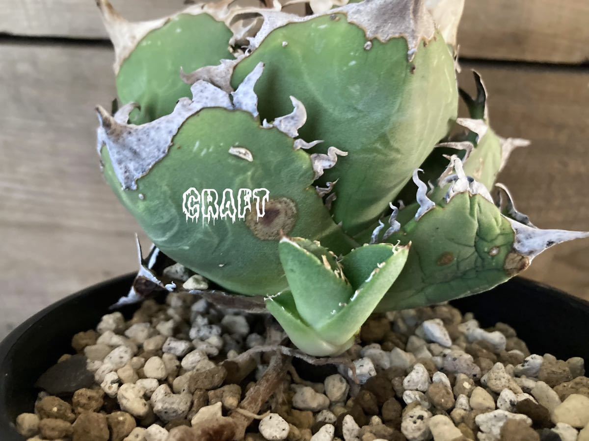 Yahoo!オークション - アガベ AGAVE チタノタ COK CG-01 追星 Yahoo!オークション - アガベ AGAVE チタノタ COK CG-01 追星