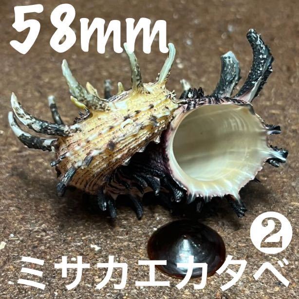 ★美品★ 58mm ミサカエカタベ 蓋付き 貝殻 貝 標本 アンティーク 置物_画像1