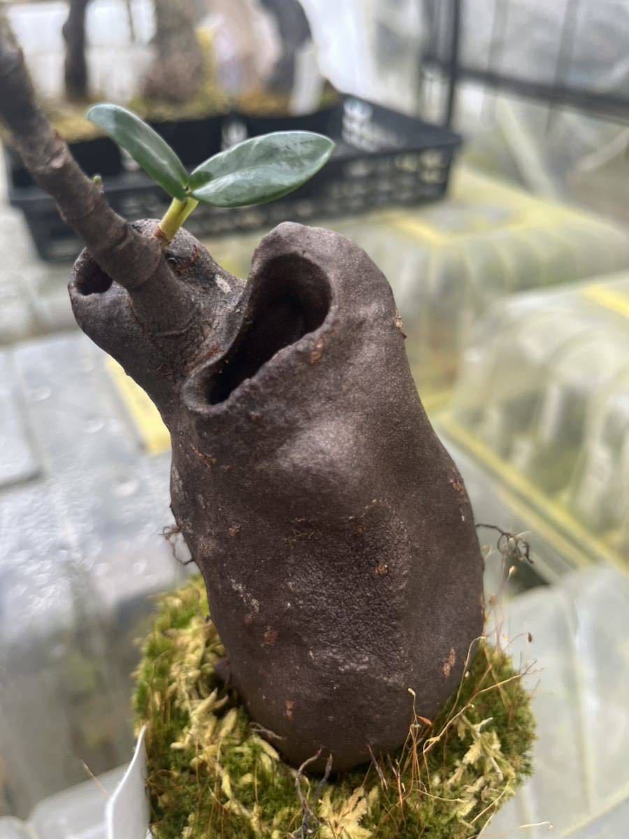 Yahoo!オークション - (アリ植物)Hydnophytum Caminiferum Yahoo!オークション - (アリ植物)Hydnophytum Caminiferum