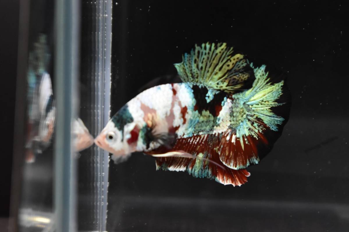 [ betta N&M] betta male 24Y4[. put on guarantee equipped as hope person . one pcs attaching..] certainly explanatory note . read please.[ explanatory note modified .]