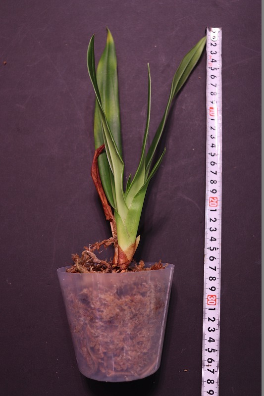 【NK】Phragmipedium Eumelia Arias, Peruflora 2007 ( RHS ) kovachii × schlimii【洋蘭 原種】_画像5