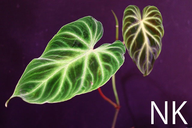 【NK】派手柄の葉模様のセレクト個体 Philodendron verrucosum NK-S1【フィロデンドロン アンスリウム】_画像1