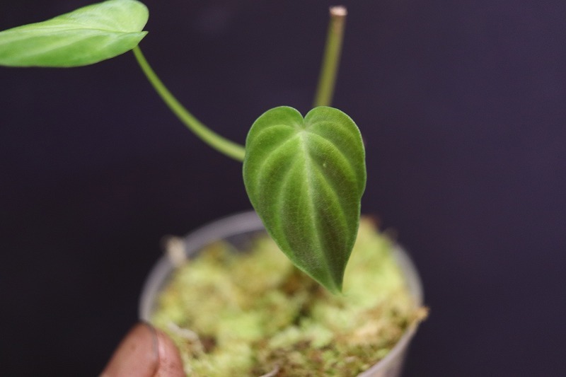 【NK】派手柄の葉模様のセレクト個体 Philodendron verrucosum NK-S1【フィロデンドロン アンスリウム】_画像4