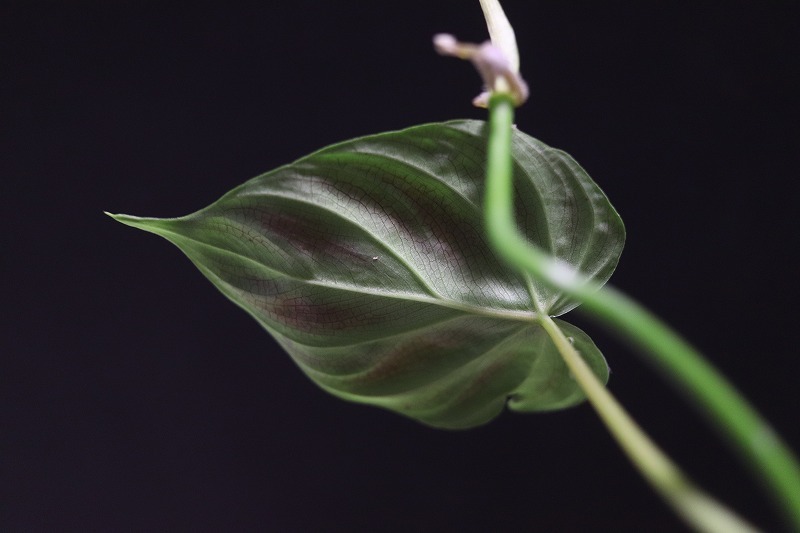 【NK】派手柄の葉模様のセレクト個体 Philodendron verrucosum NK-S1【フィロデンドロン アンスリウム】_画像8