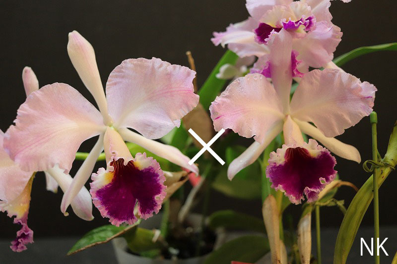 【NK】C. labiata f.rosea-marmorata 'Perola Rubra' AM/RHS × f.rosea-marmorata-splash sib【洋蘭 原種 カトレア ラビアタ】_画像1