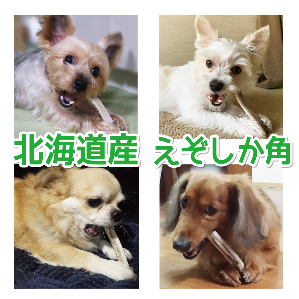 ■ 超小型犬用 ■ 天然 北海道産 蝦夷鹿の角 ■ 半割り 2本セット ■ 犬のおもちゃ ■ 無添加 エゾシカ ツノ 鹿の角 犬 ■ 04212の画像5