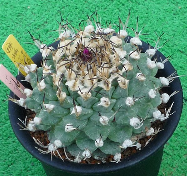 サボテン、多肉植物　アロンソィ-3_画像2