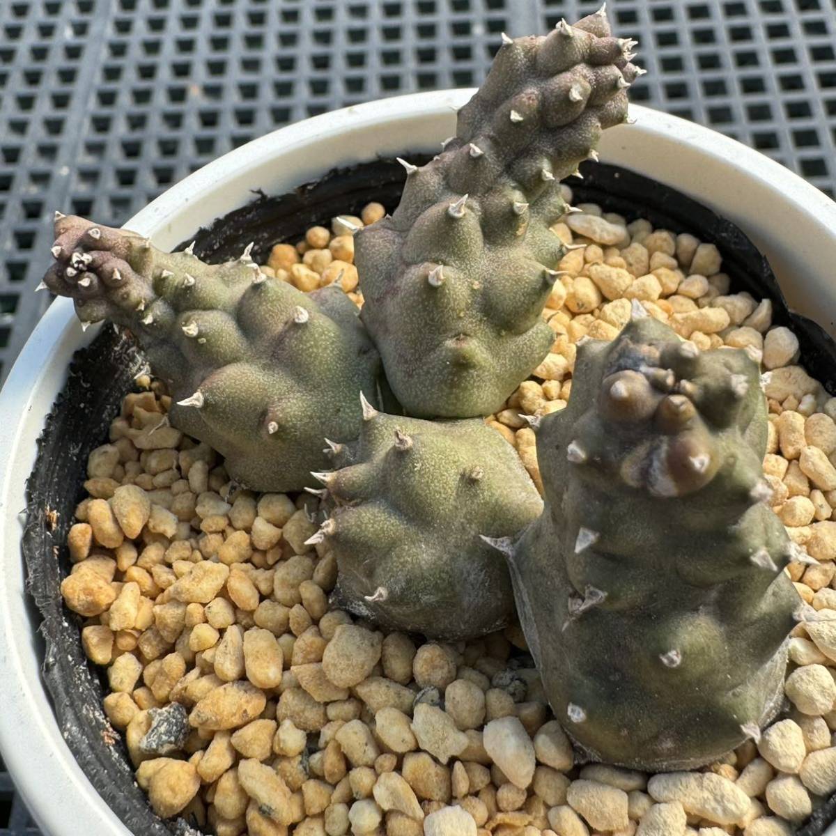 ☆多肉植物☆ガガイモ☆カエスピトーサ☆鉢6.5センチ☆花見本載せました☆_画像1