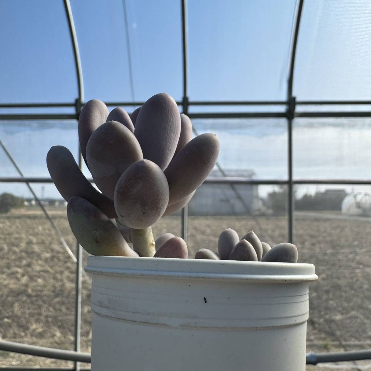 ☆多肉植物☆パキフィツム☆月美人☆鉢6.5センチ☆_画像10