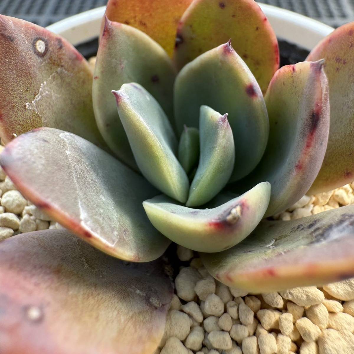 ☆多肉植物☆エケベリア☆パリダ×ブルーバード☆鉢6.5センチ☆錦玉園さん☆_画像6