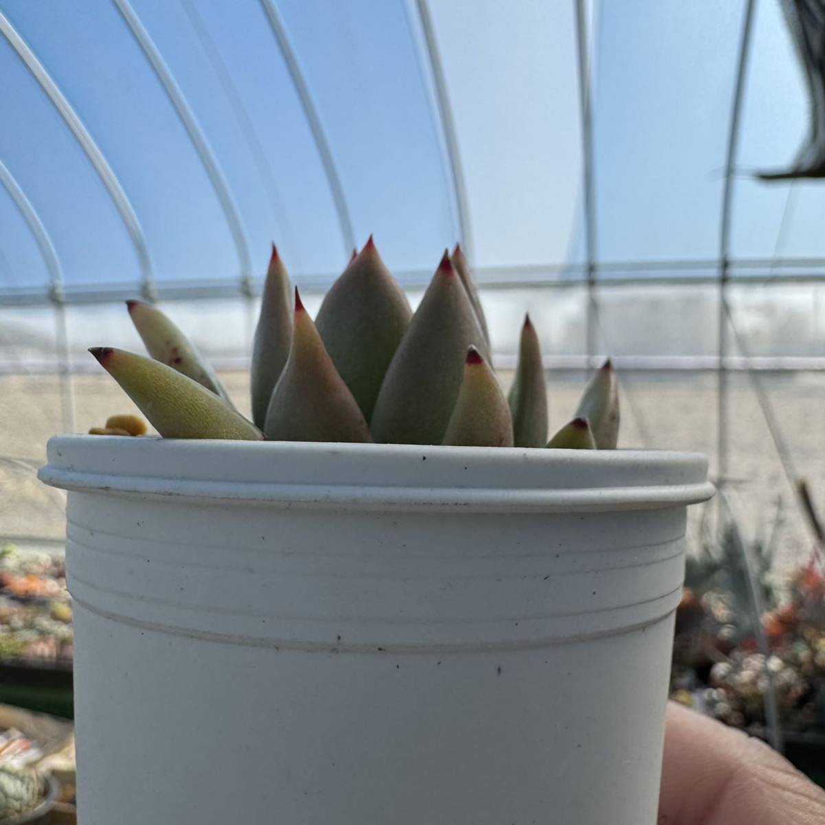 ☆多肉植物☆エケベリア☆ライムグリーン☆鉢6.5センチ☆錦玉園さん☆_画像10