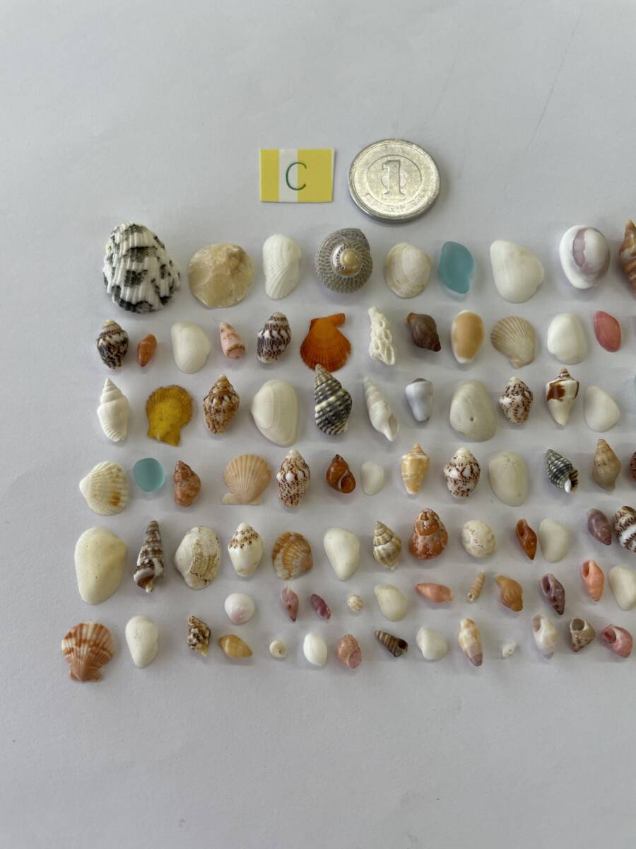 C 極小貝殻 シーグラス 100個の画像1