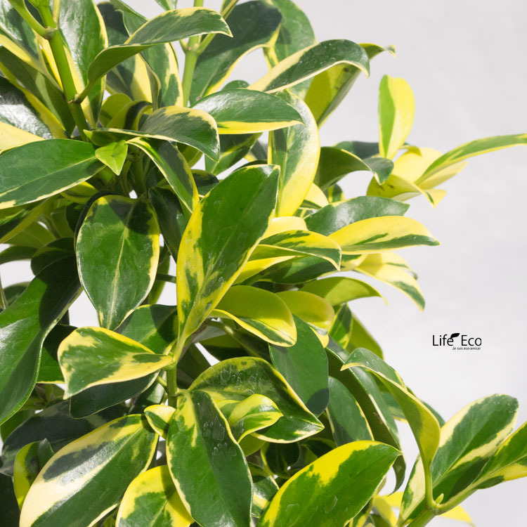 観葉植物 フィカス・ファグライア（斑入り） / 7寸・約W35cm×H110cm_画像2