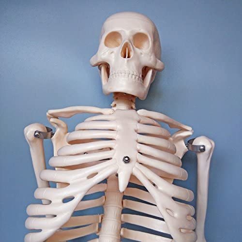 EUSTOMA 85cm人体全身骨格模型 1/2サイズ 骨格標本 全身 直立型 ボーンズ 頭蓋骨 手骨 足骨 関節可動 骸骨 教材モデル ベース_画像7