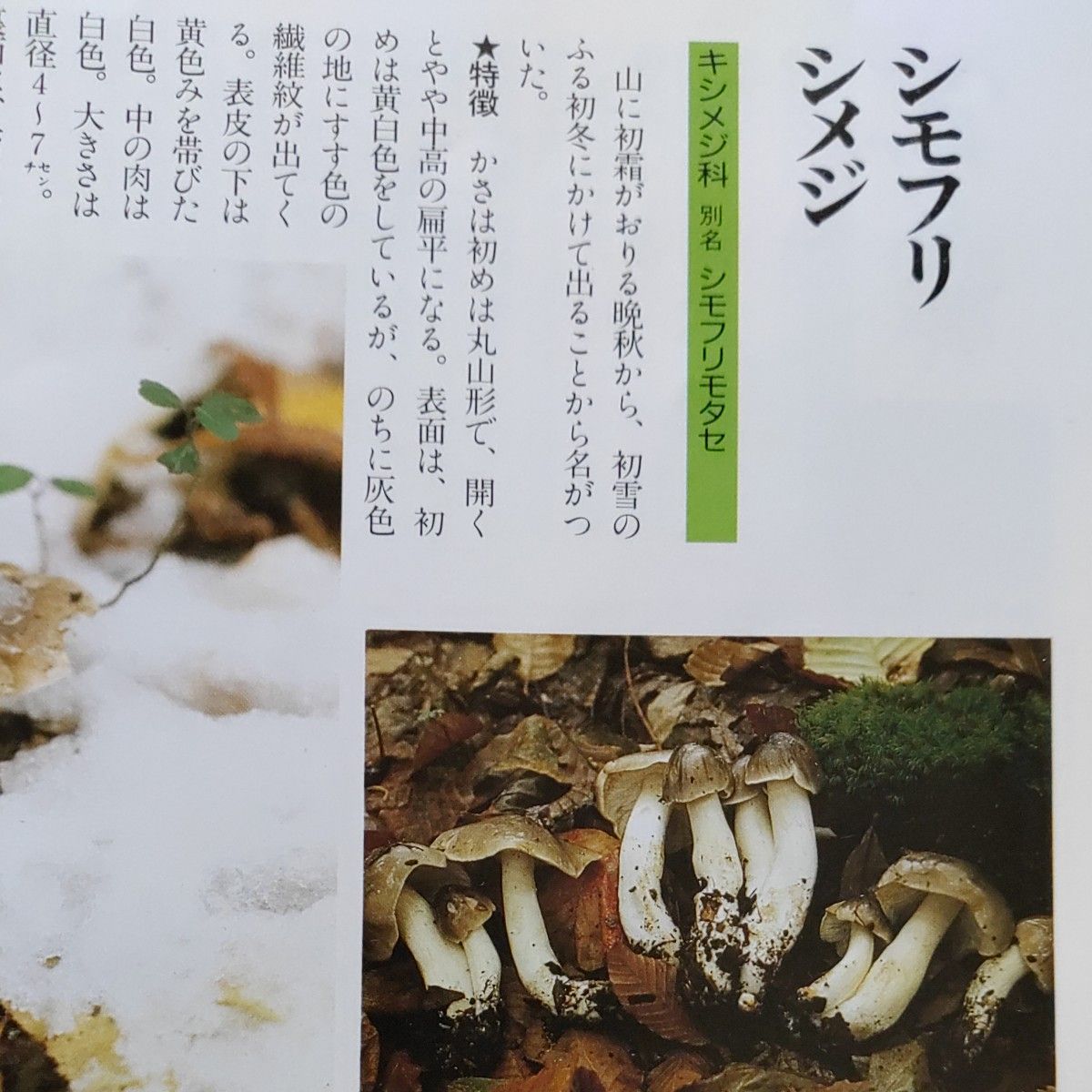 楽天市場】食べられる山野草の通販