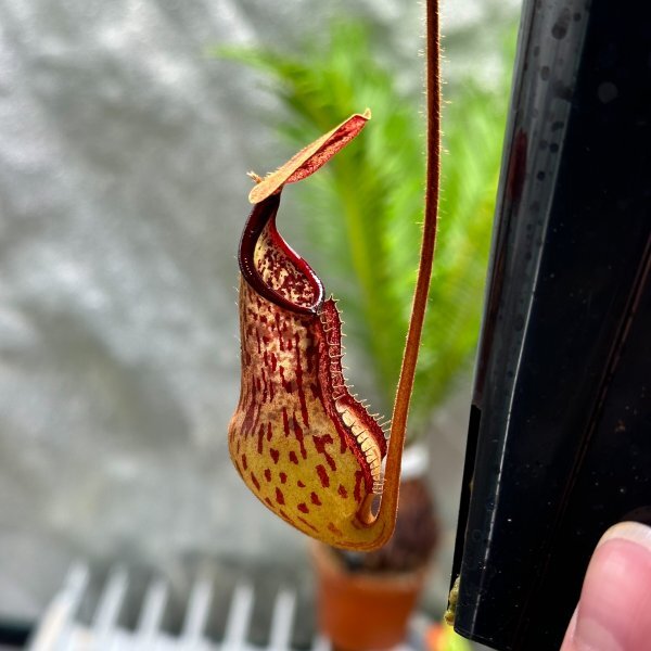 【Omori, K.】Nepenthes erucoides x mindanaoensis (Dinagat, Philippines) Clone (RSC) AW：食虫植物 ネペンテス ウツボカズラ_画像2