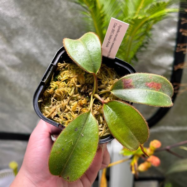 【Omori, K.】Nepenthes erucoides x mindanaoensis (Dinagat, Philippines) Clone (RSC) AW：食虫植物 ネペンテス ウツボカズラ_画像3