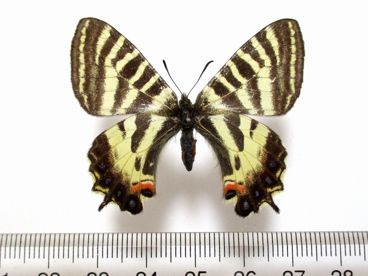 蝶 標本 ヒメギフチョウ♀ 長野県産の画像1