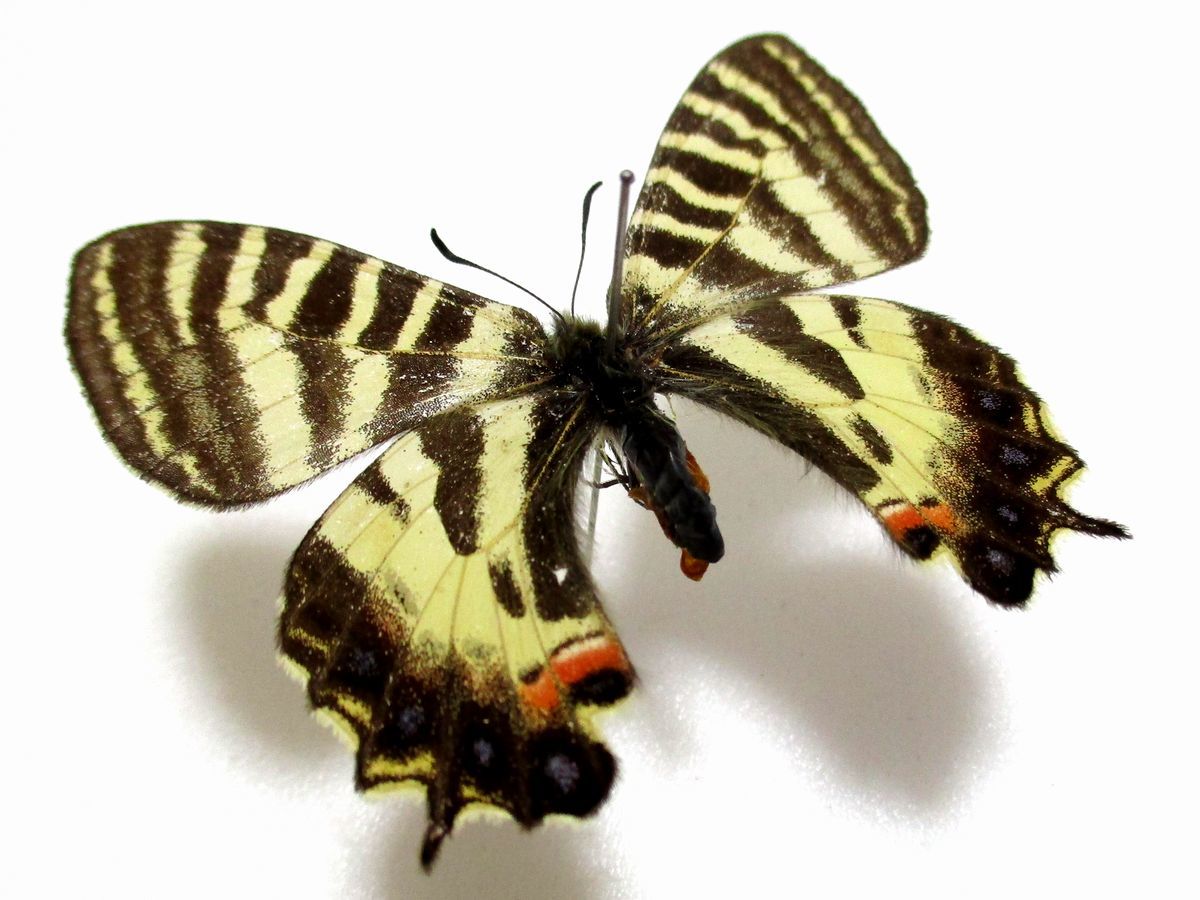 蝶 標本 ヒメギフチョウ♀ 長野県産の画像2