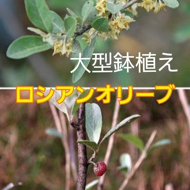 『ロシアンオリーブ（ヤナギハグミ）』現品　5号鉢植え　鉢ごと発送　庭木　花木